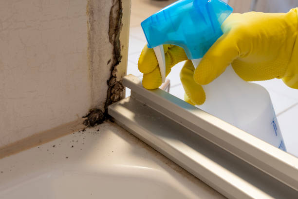 Best Residential Mold Removal  in Womelsdorf, PA