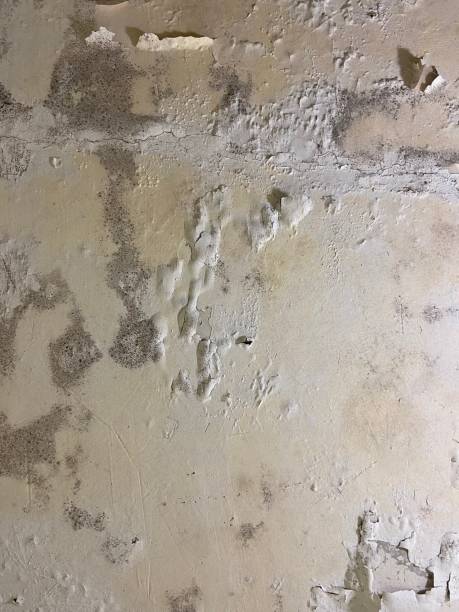 Best Toxic Mold Removal  in Womelsdorf, PA