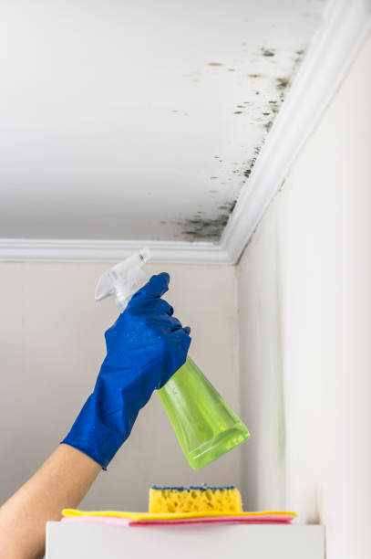 Best Local Mold Removal Service  in Womelsdorf, PA
